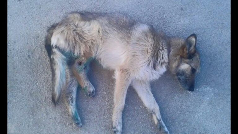 multimedia-foto36220-580-3