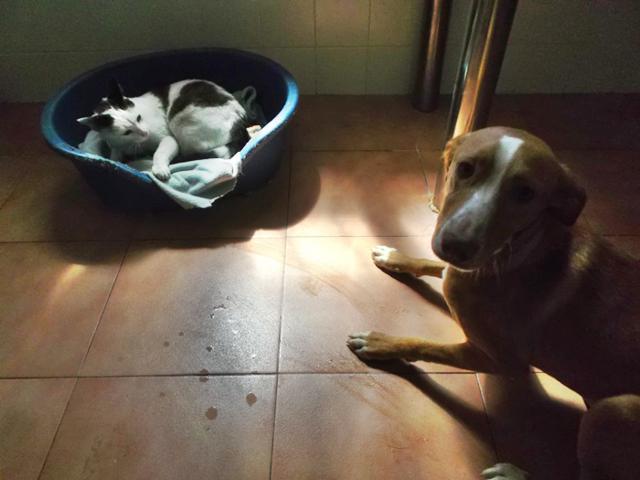 multimedia-foto36242-828-3