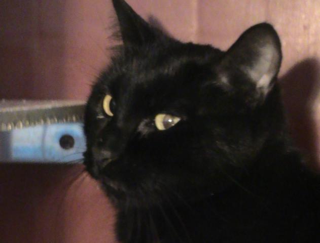 multimedia-foto36246-81-3