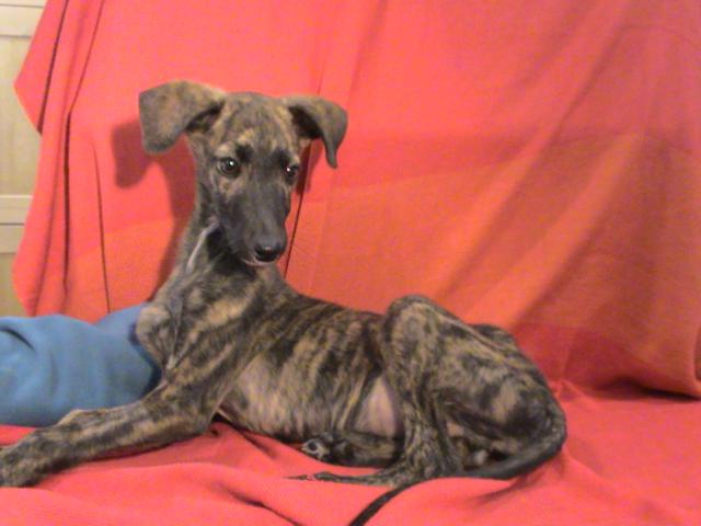 multimedia-foto36248-444-3