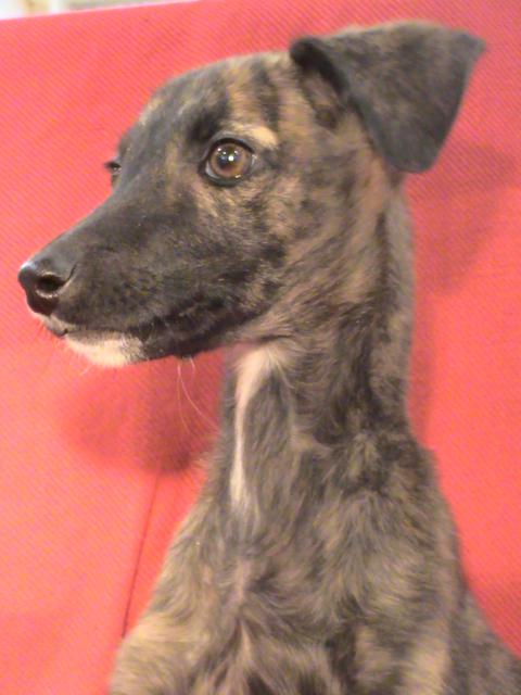 multimedia-foto36251-84-3