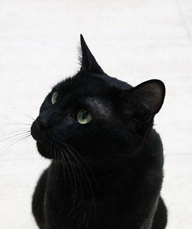 multimedia-foto36271-98-3