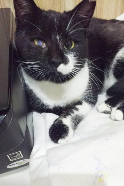 multimedia-foto36282-463-3