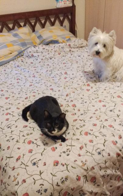 multimedia-foto36290-57-3