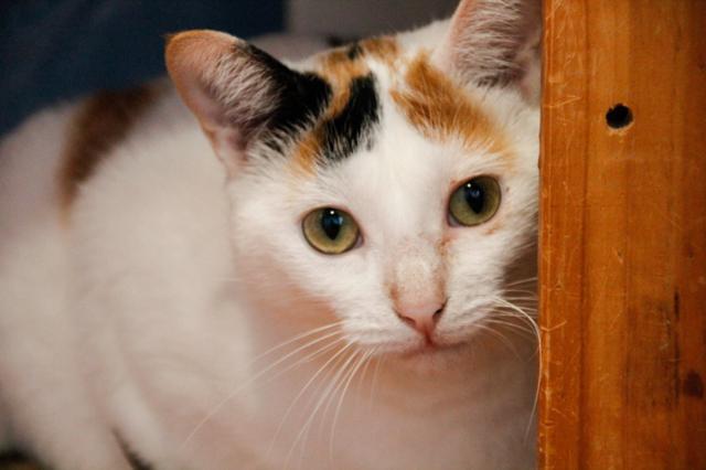 multimedia-foto36370-326-3