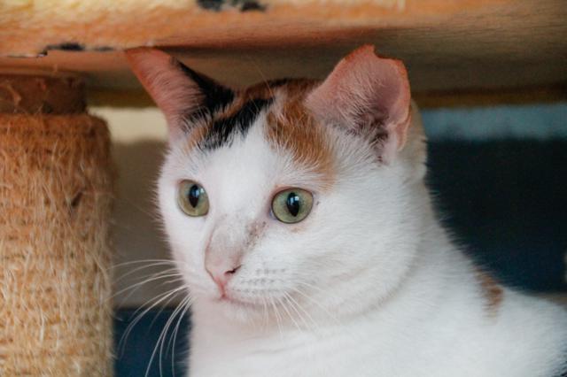 multimedia-foto36373-983-3