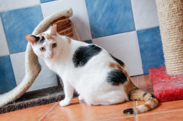 multimedia-foto36374-183-3