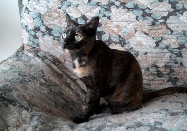 multimedia-foto36383-564-3