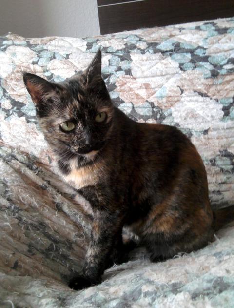 multimedia-foto36384-786-3