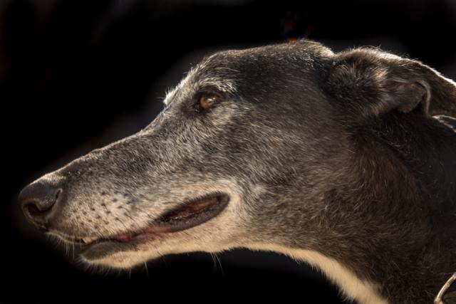 multimedia-foto36481-428-3