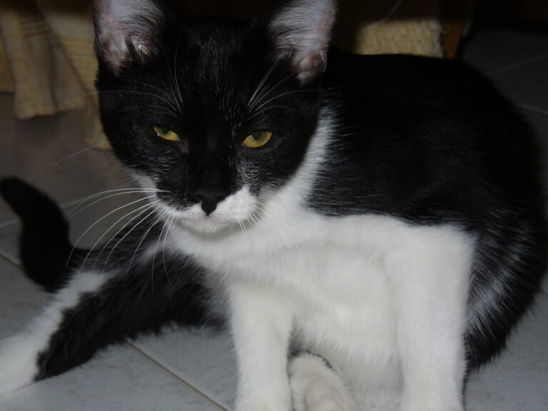 multimedia-foto36530-688-3