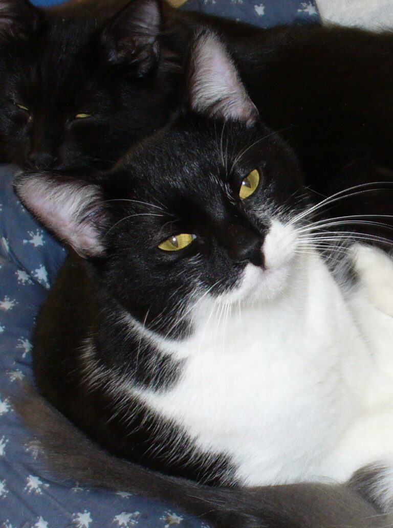 multimedia-foto36531-903-3