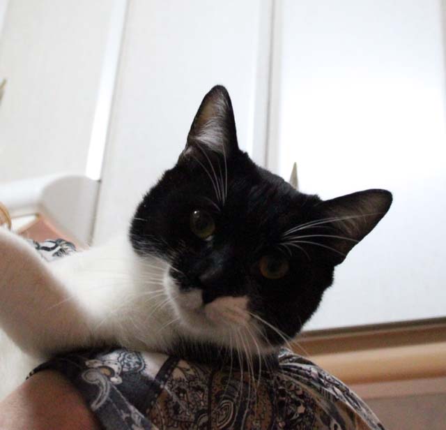 multimedia-foto36534-461-3