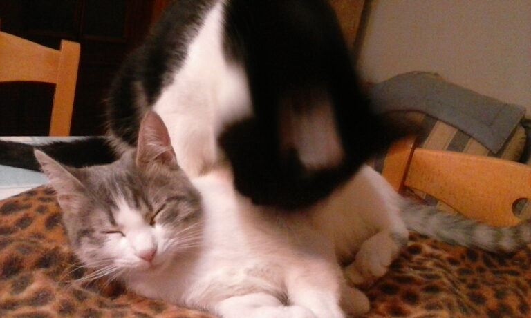 multimedia-foto36535-611-3