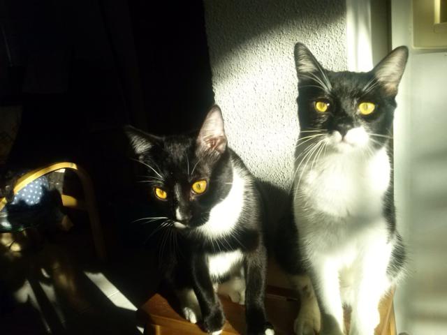 multimedia-foto36539-951-3