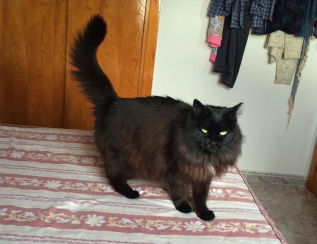 multimedia-foto36547-741-3