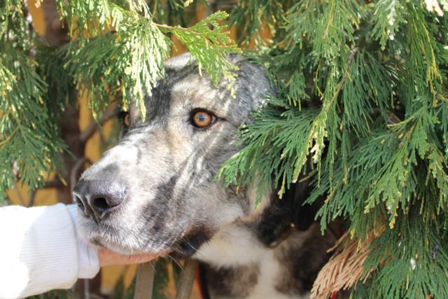 multimedia-foto36598-528-3