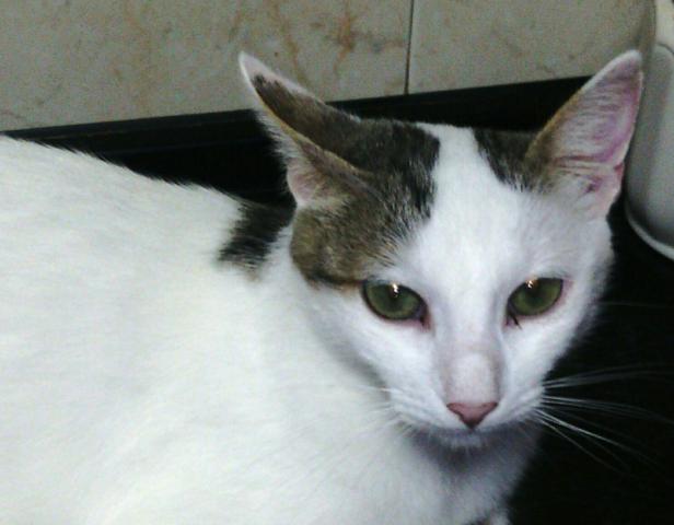 multimedia-foto36723-417-3