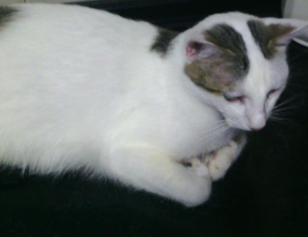 multimedia-foto36726-58-3