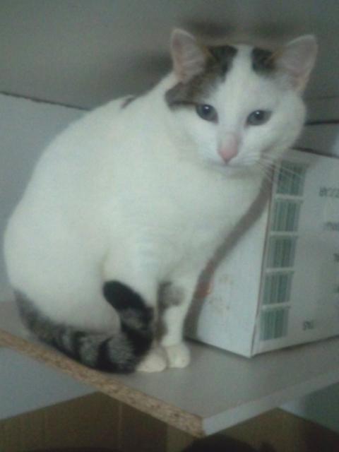 multimedia-foto36727-253-3