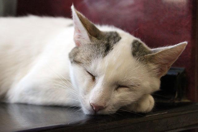 multimedia-foto36729-578-3