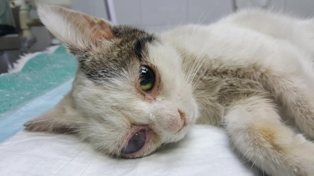 multimedia-foto36806-919-3