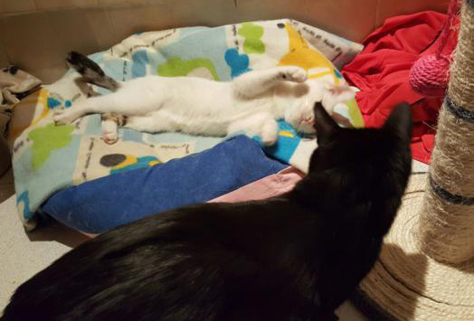 multimedia-foto36809-474-3