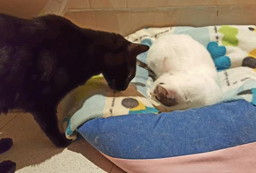 multimedia-foto36810-621-3