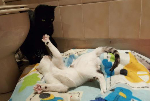 multimedia-foto36811-745-3