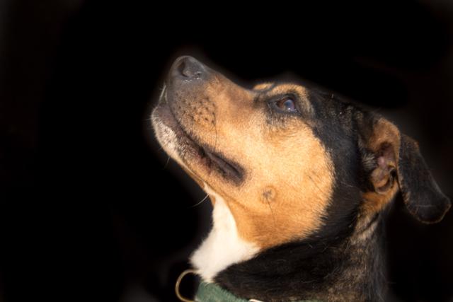 multimedia-foto36926-45-3