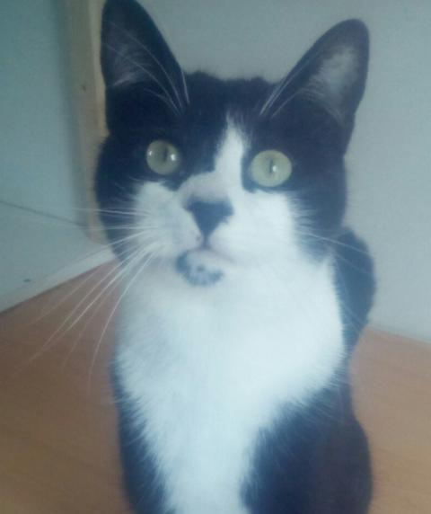 multimedia-foto36963-45-3