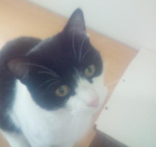 multimedia-foto36970-409-3