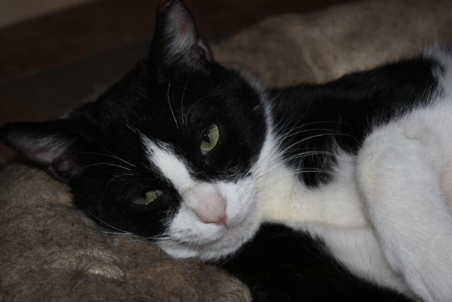 multimedia-foto36993-427-3