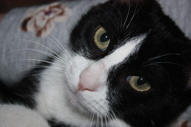 multimedia-foto36994-650-3