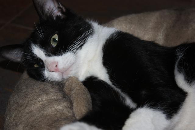 multimedia-foto36998-432-3