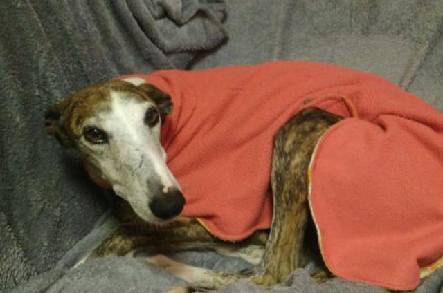 multimedia-foto37067-487-3