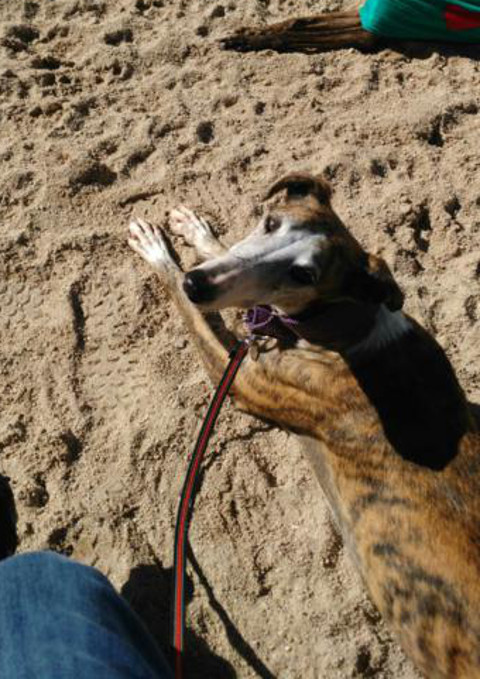 multimedia-foto37073-624-3