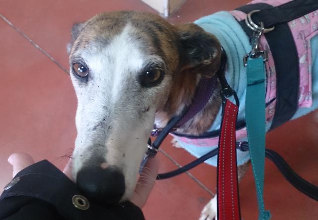 multimedia-foto37076-911-3