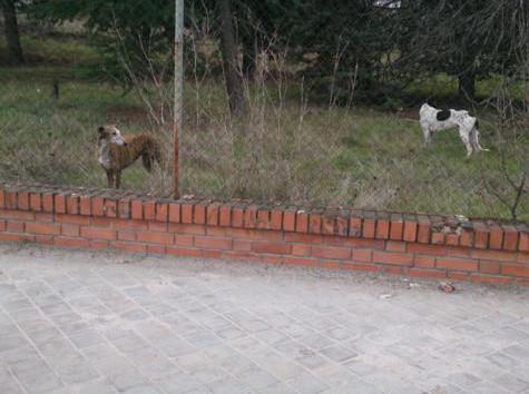 multimedia-foto37081-86-3