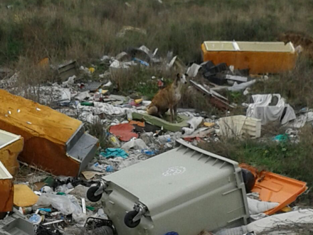 multimedia-foto37082-105-3