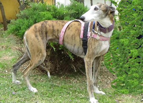 multimedia-foto37088-149-3