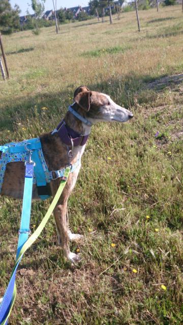 multimedia-foto37091-155-3