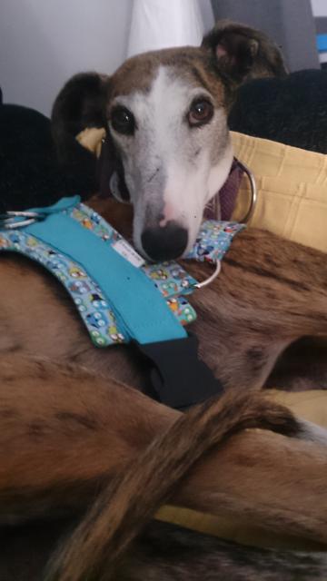 multimedia-foto37094-159-3