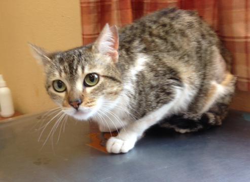 multimedia-foto37123-312-3