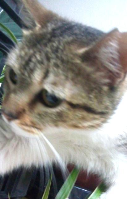 multimedia-foto37128-350-3