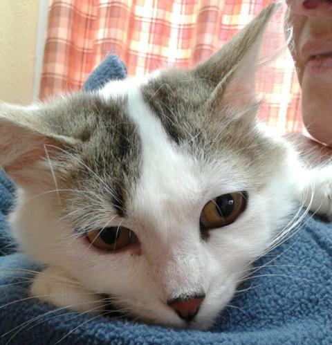 multimedia-foto37206-389-3