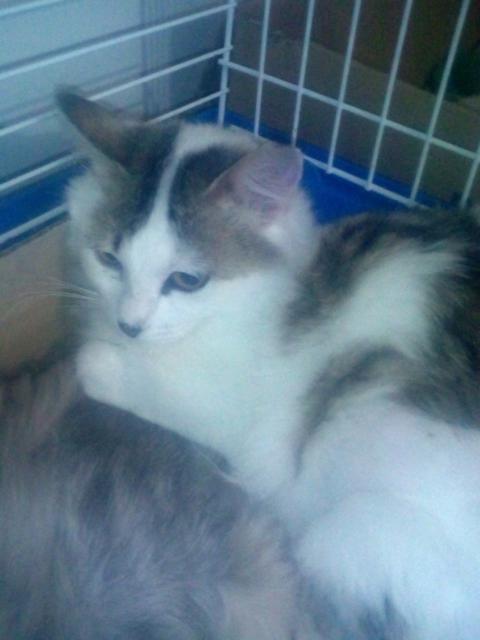 multimedia-foto37210-233-3