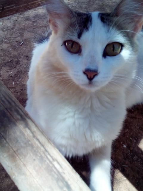 multimedia-foto37213-695-3