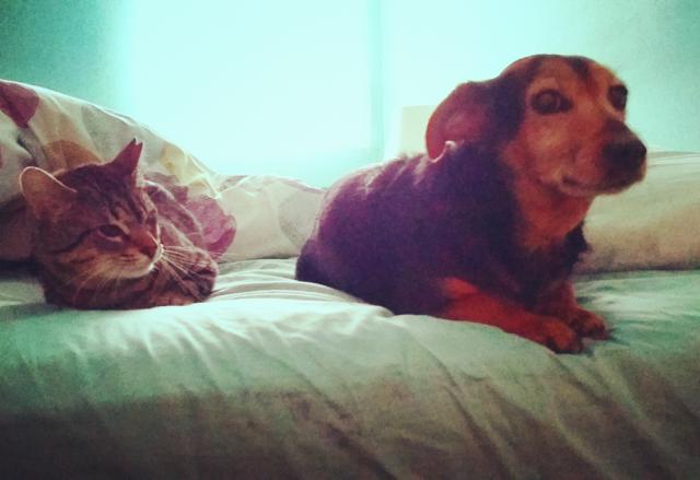 multimedia-foto37398-555-3