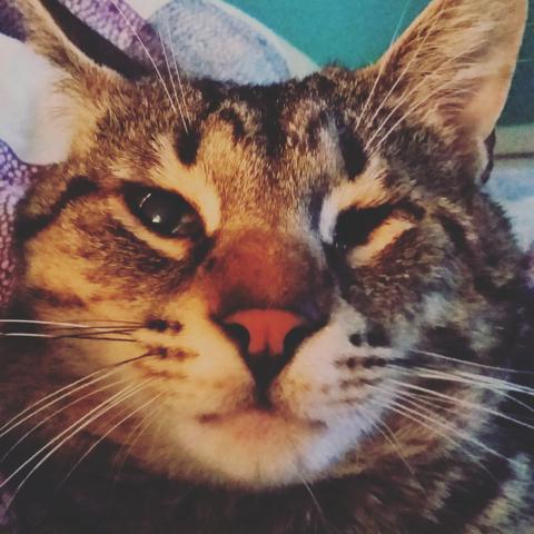 multimedia-foto37400-985-3